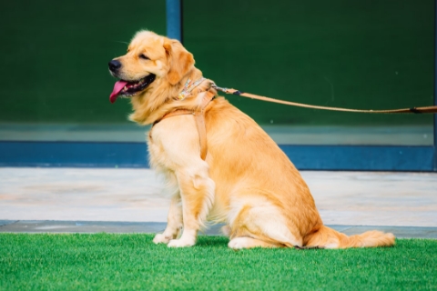 首輪のついたゴールデンレトリバー