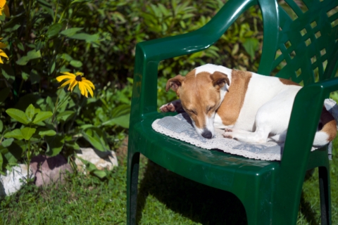 椅子の上でお昼寝中の犬