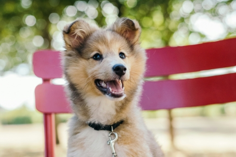 赤い椅子の上にいる子犬