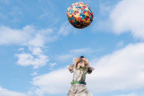 青空の下おもちゃで遊ぶ子犬