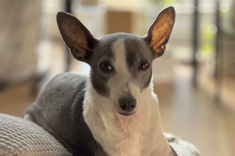 正面を見つめる犬