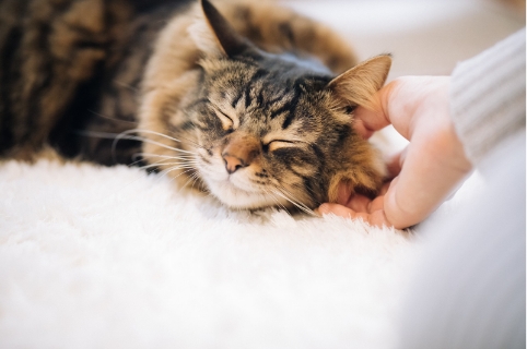 撫でられている子猫