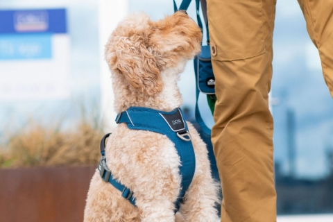 青いハーネスをつけたトイプードル