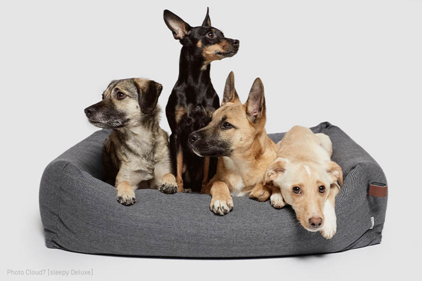 Photo Cloud7[sleepy Deluxe]