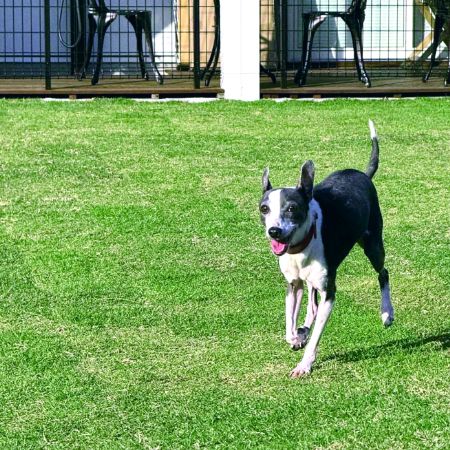 ドッグランを走るアスター