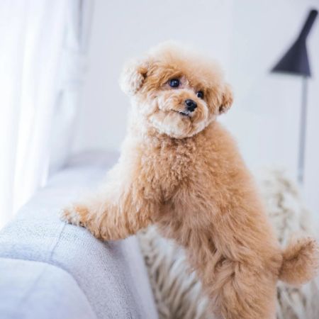 ソファの上にいるわんちゃん